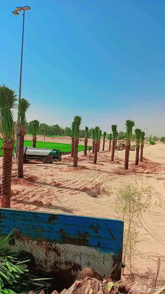 توريد وزرع النخيل بجميع مقساته 0