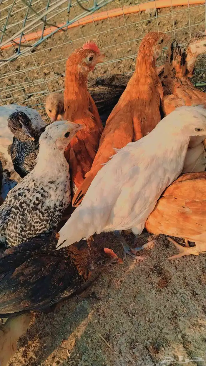 صوص بلدي للبيع 1