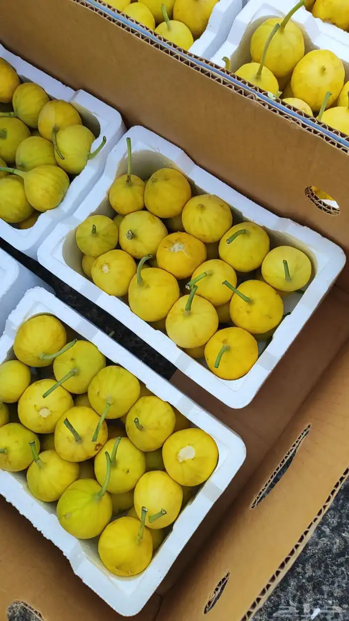 لوز وتين ورطب بلدي 2