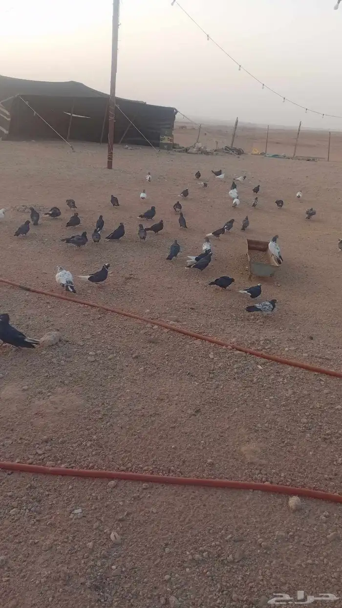 للبيع حمام قطيفي 0