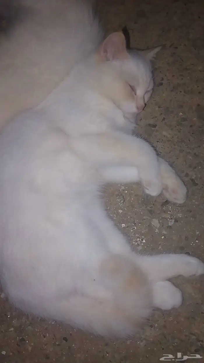 قطط للبيع 3