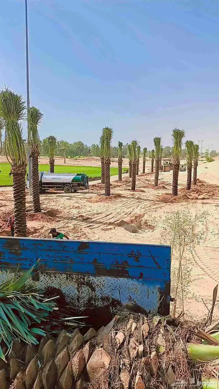 توريد وزرع النخيل بجميع مقساته 1