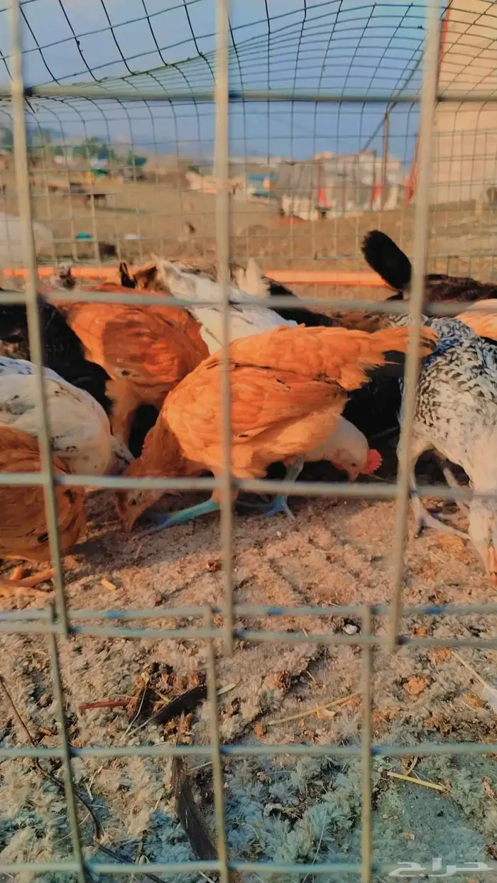 صوص بلدي للبيع 0