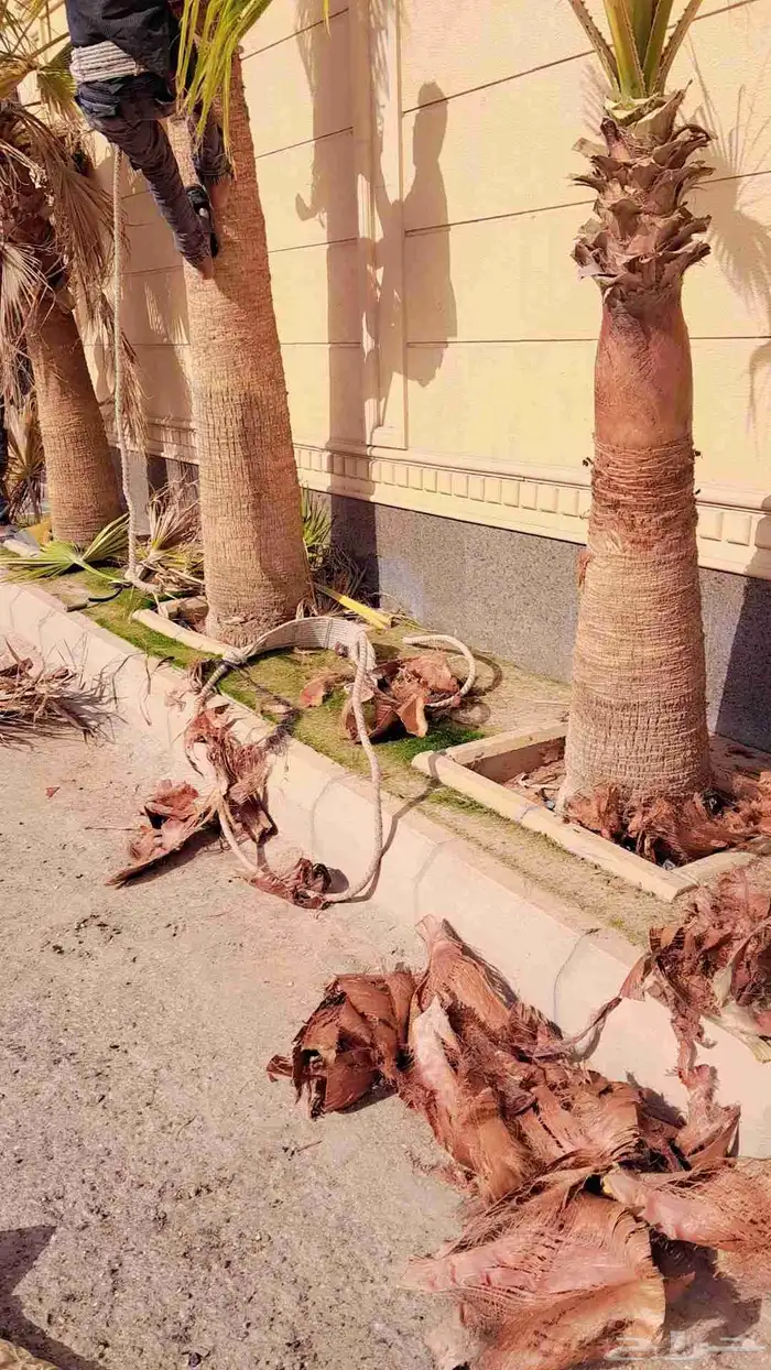 لجميع أعمال النخيل والواشنطن 3