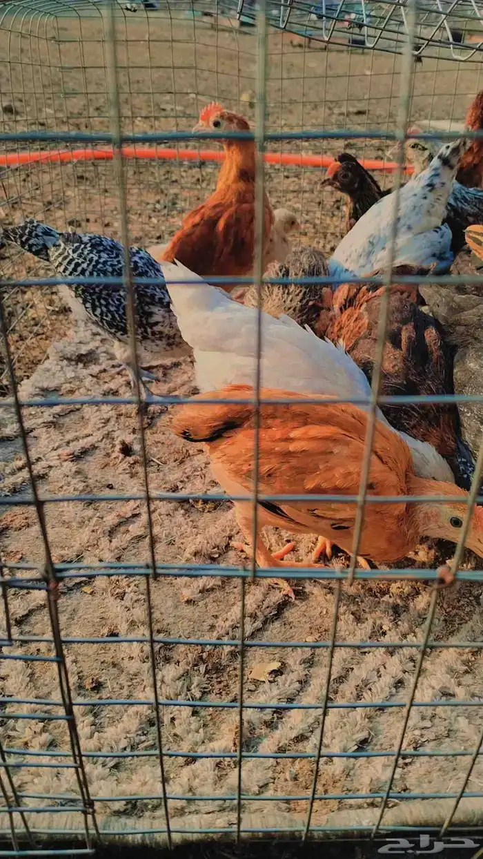 صوص بلدي للبيع 9