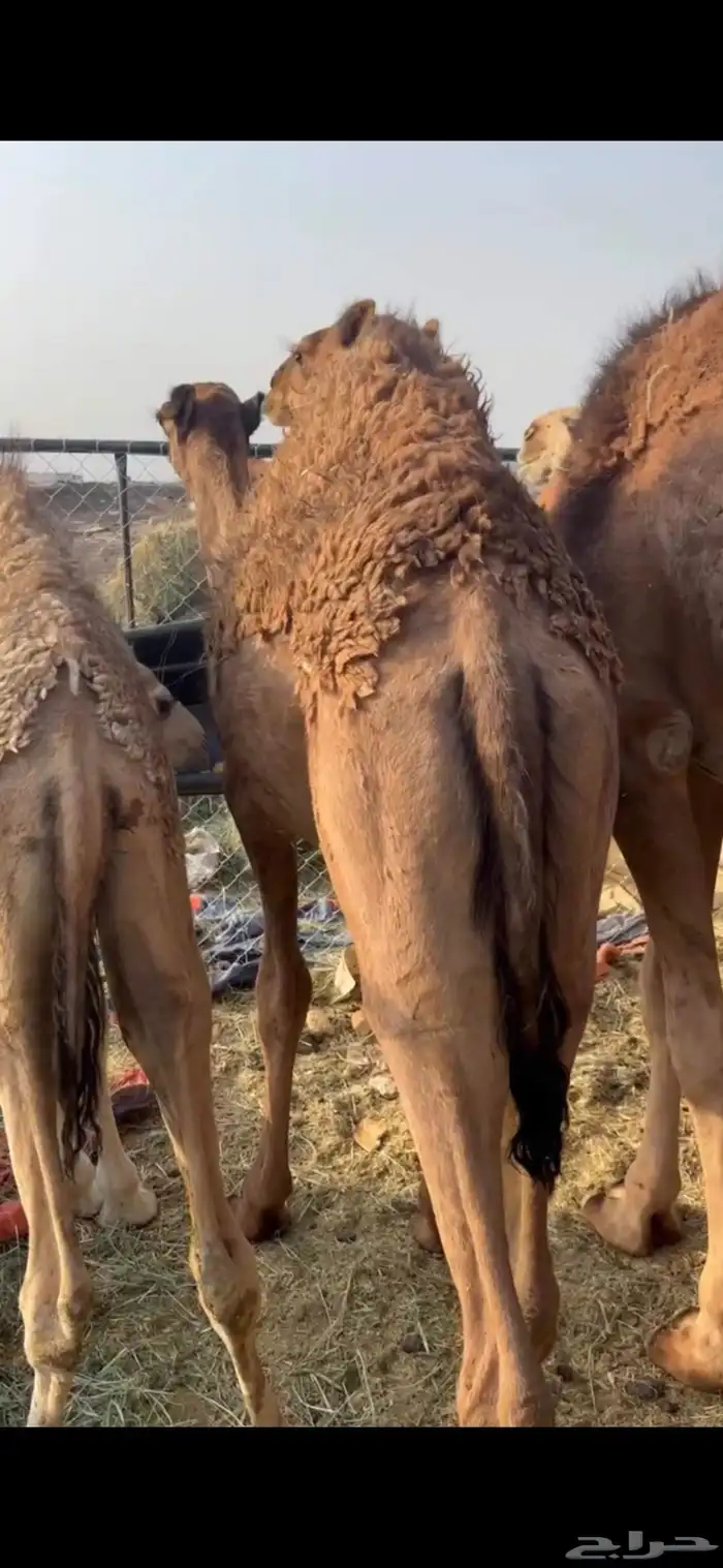 قعدان للبيع 0