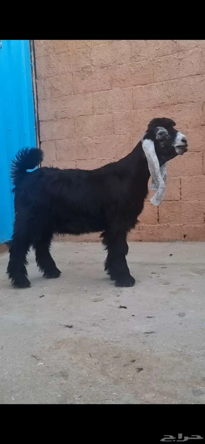 تيس منتج 2
