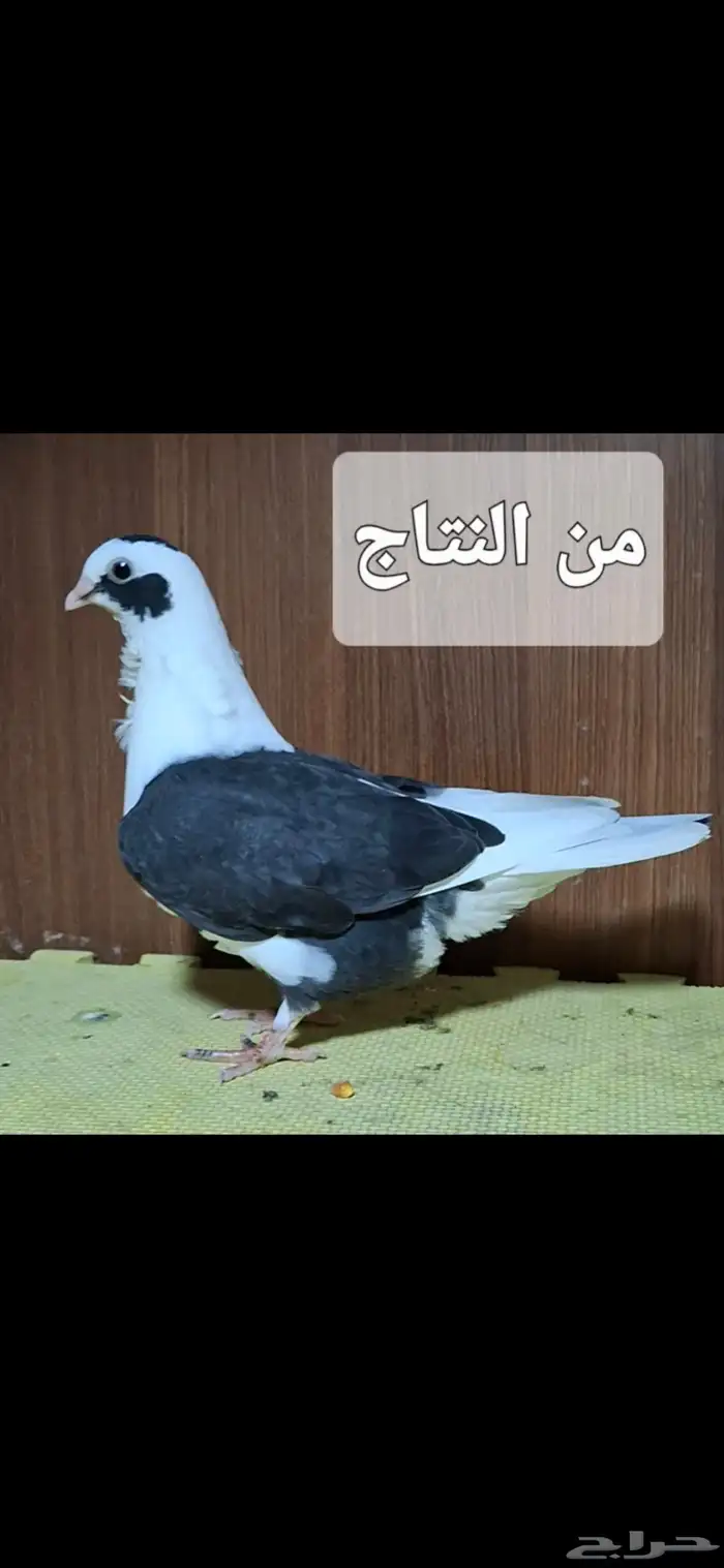 للبيع جوز مكاتيف بربريسي 7
