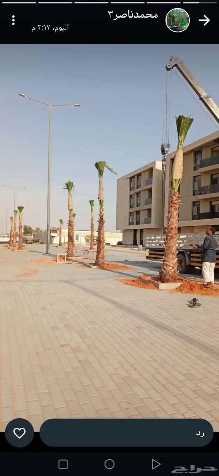 زراعت نخيل واشنطن ونخل عربي 0
