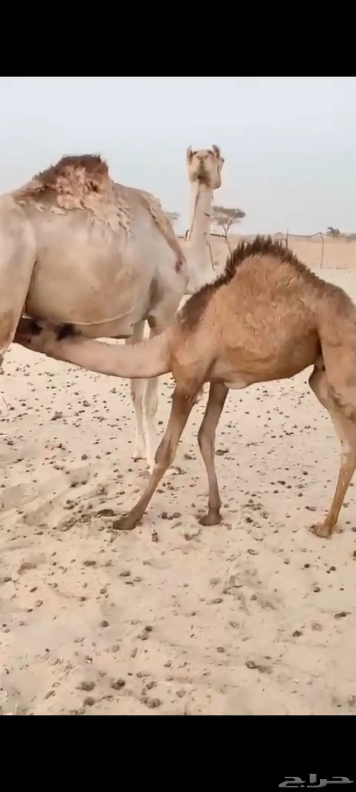 للبيع خلفه على بعير الجنيبي 0