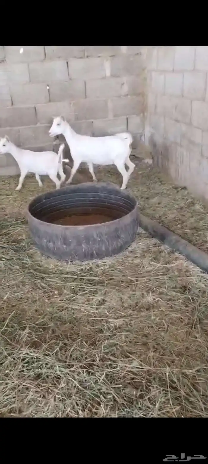 للبيع عنزين قزميه بيور تشيكي 3