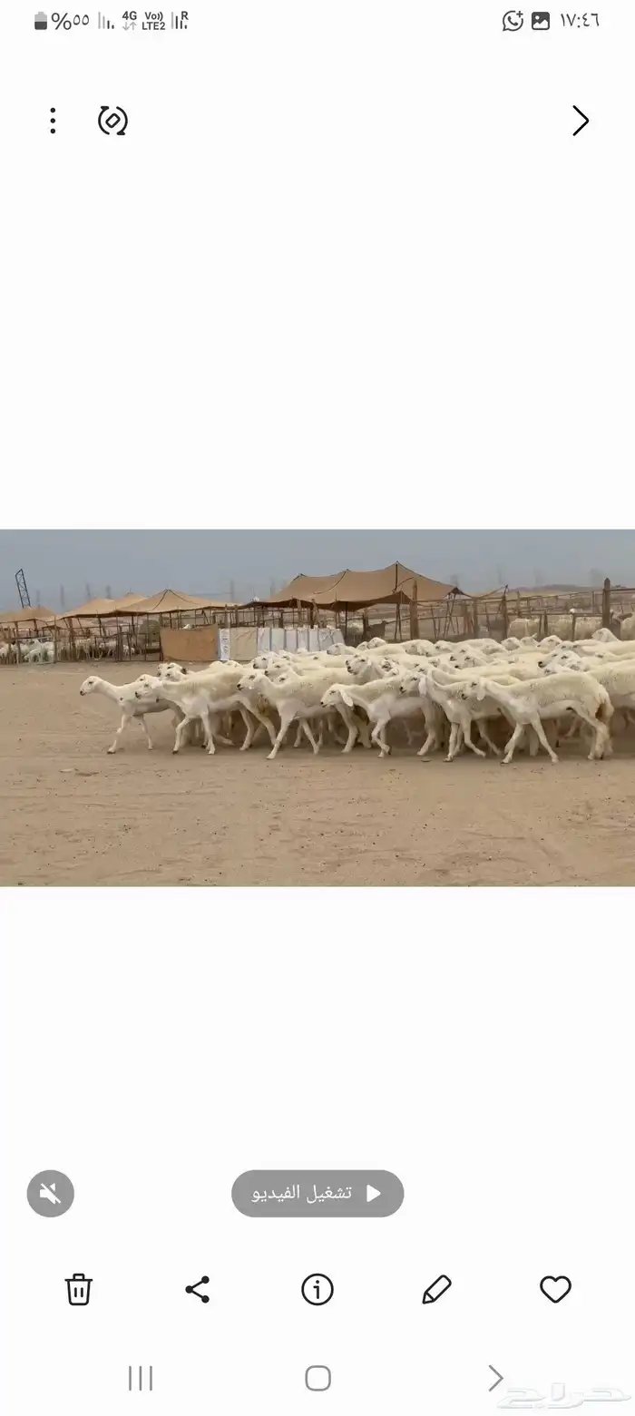 غنم حريات رخال طيبه عددها 95 1