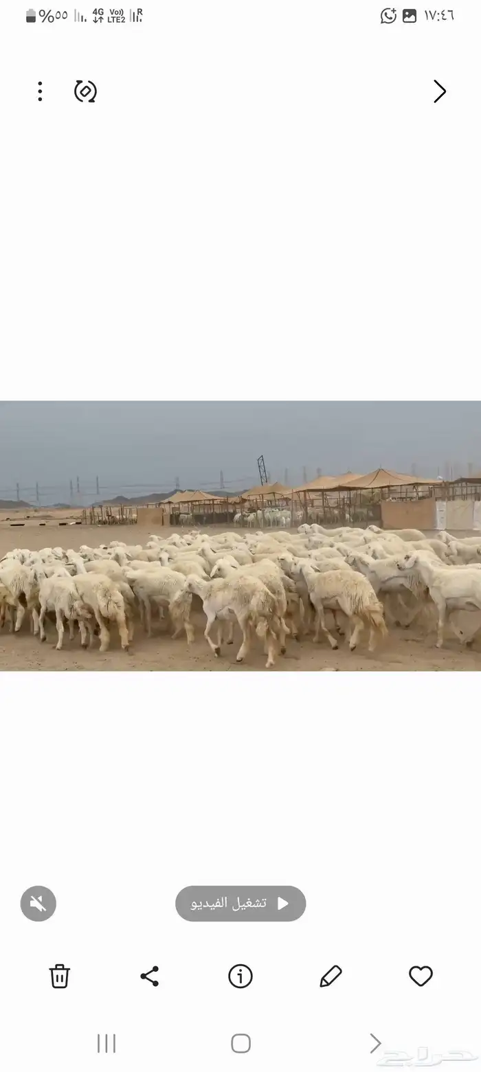 غنم حريات رخال طيبه عددها 95 4