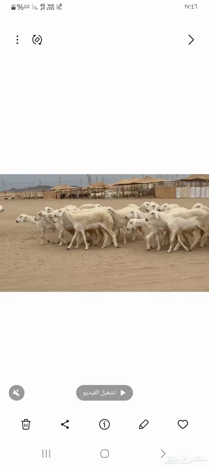 غنم حريات رخال طيبه عددها 95 0