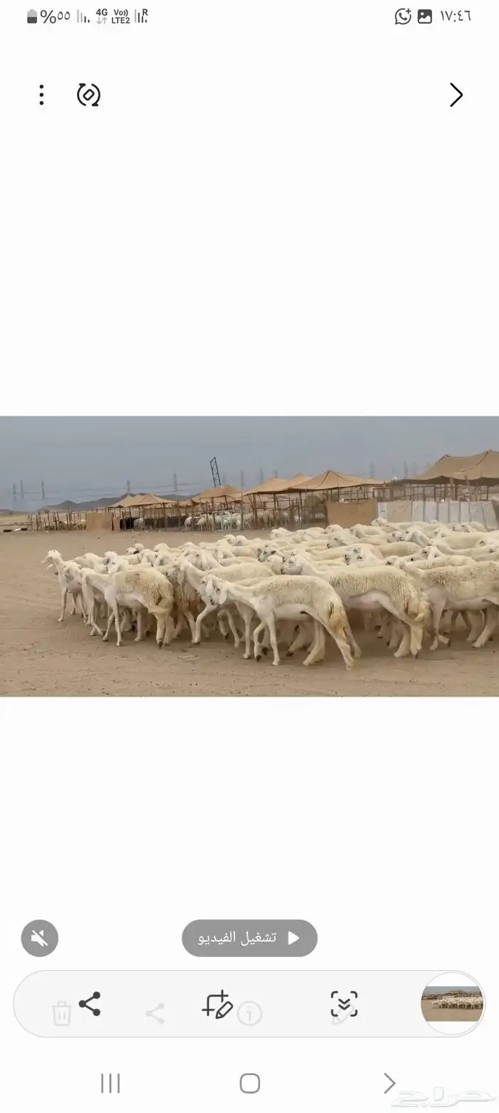 غنم حريات رخال طيبه عددها 95 3