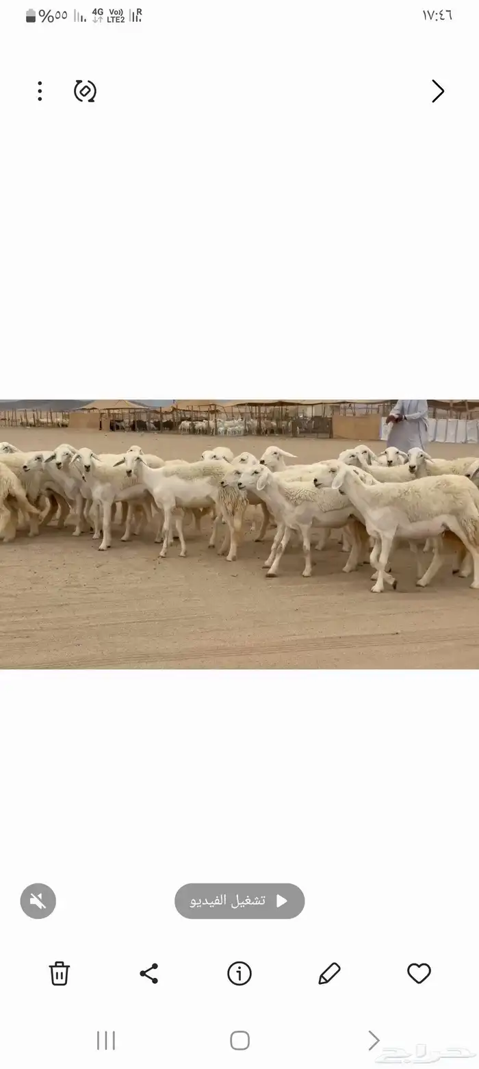 غنم حريات رخال طيبه عددها 95 2