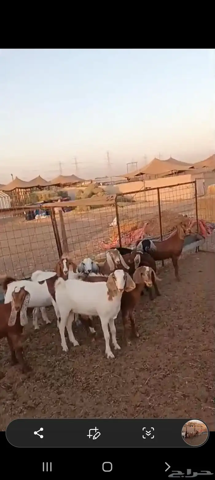 9 جفرات مشاريك من 1100 0