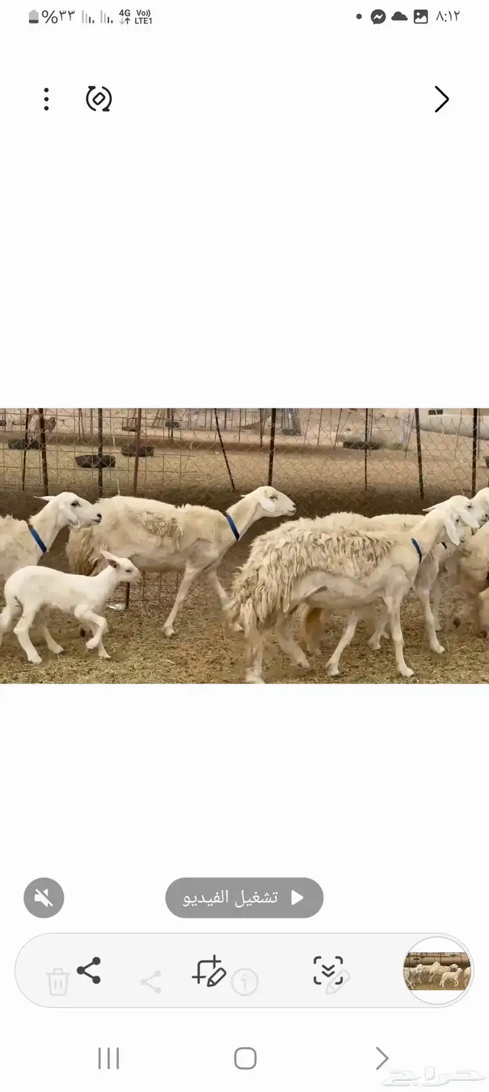 غنم حريات رخال 5