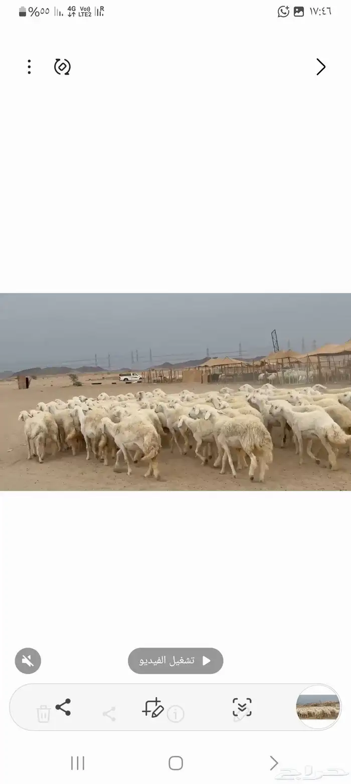 غنم حريات رخال طيبه عددها 95 5