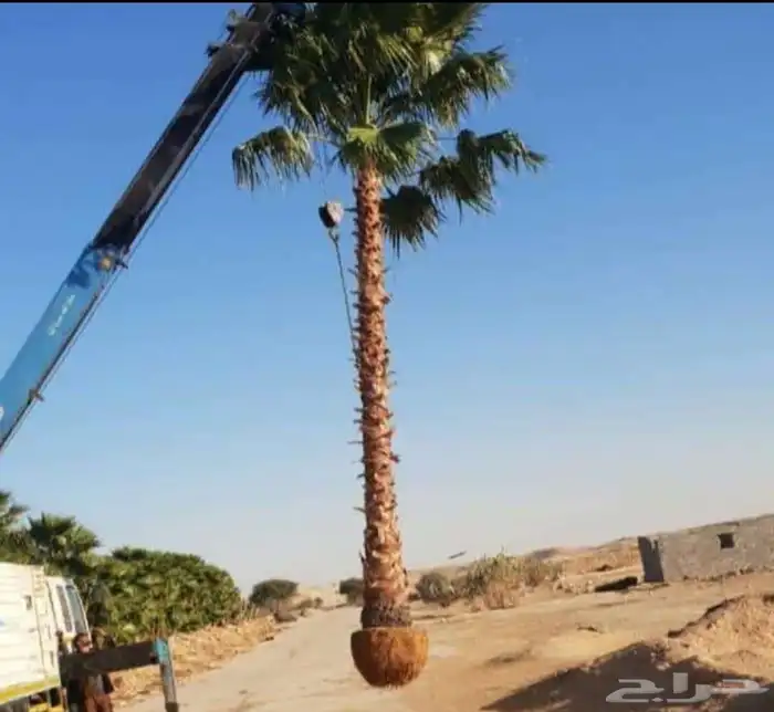 نخيل وشنطن ونخل عربي 4