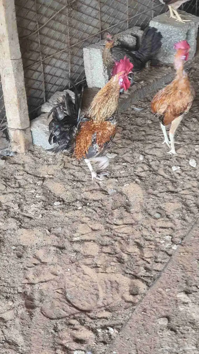 البيع ديوك عدد 5 1