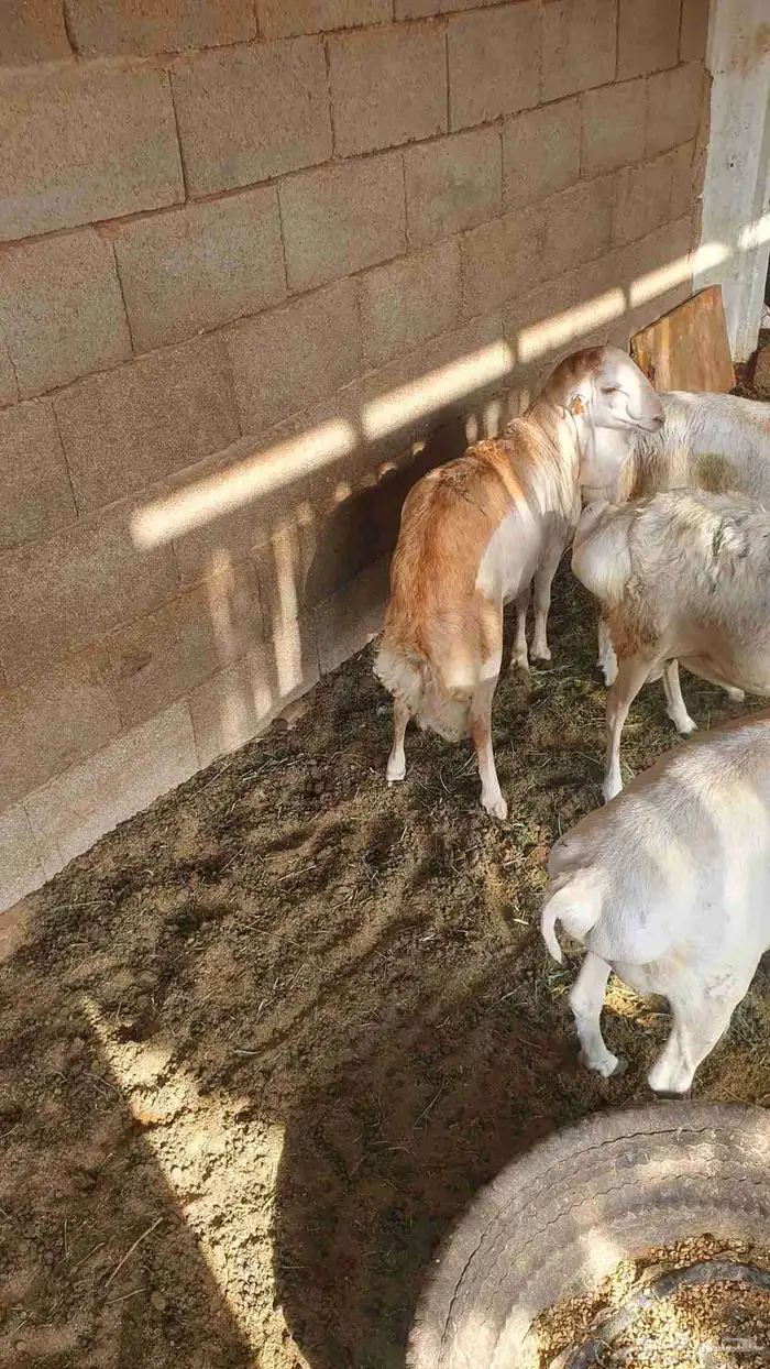 البيع 2 بربر 2 رفيديات 0