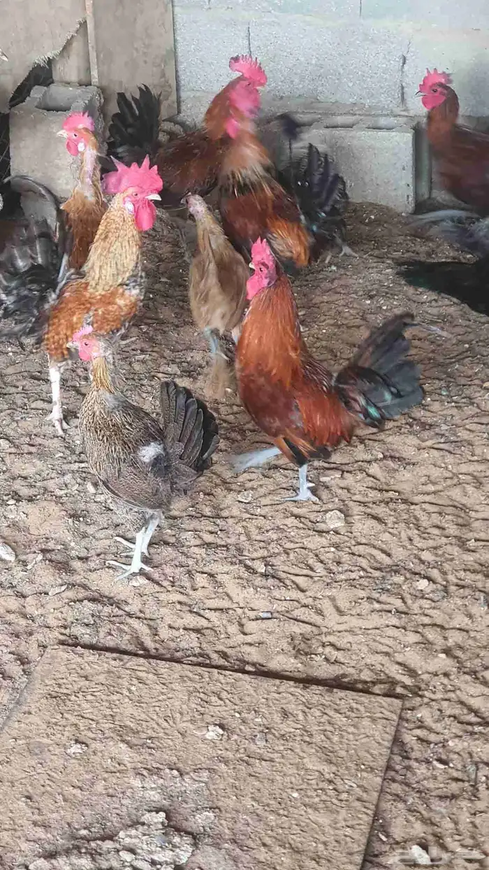 البيع ديوك عدد 5 3