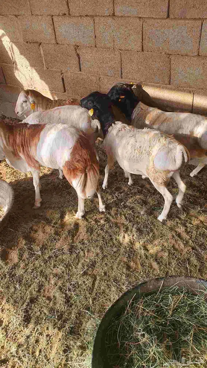 البيع 2 بربر 2 رفيديات 4