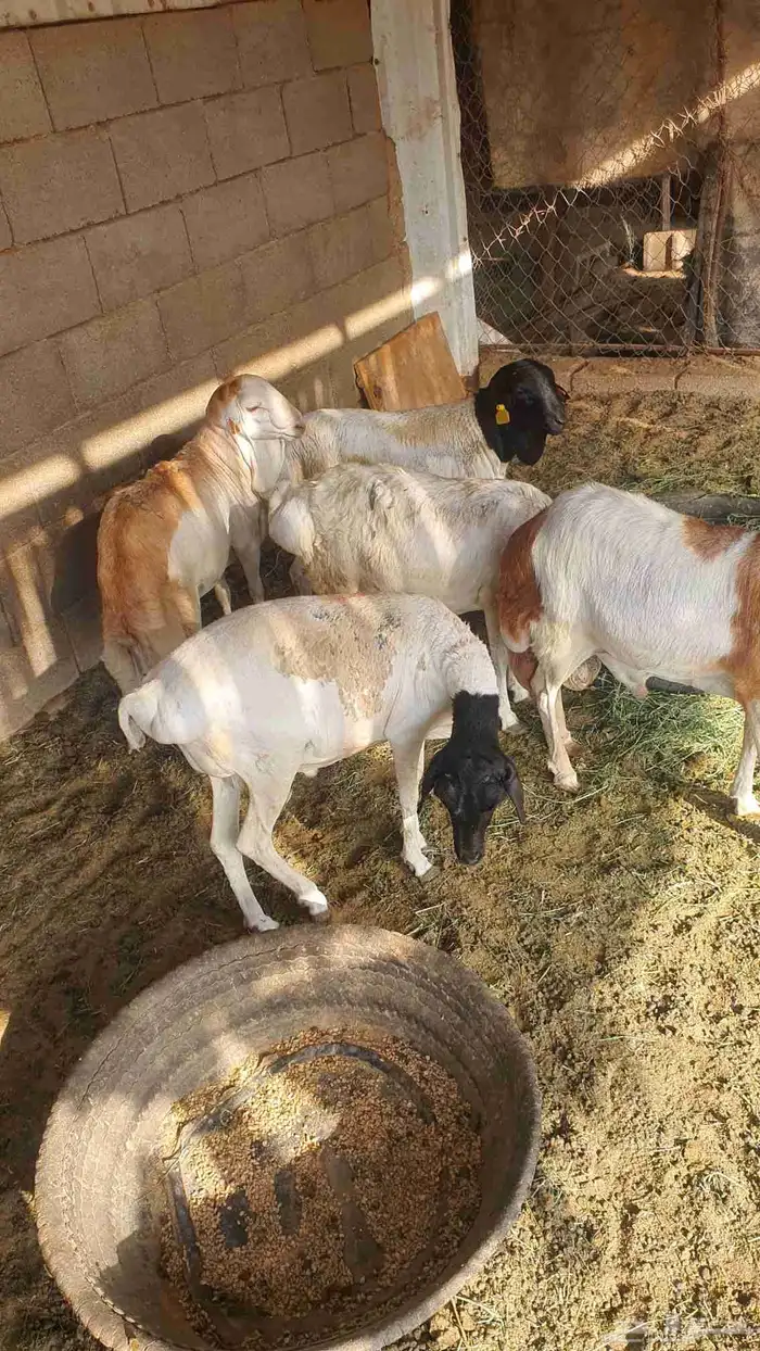 البيع 2 بربر 2 رفيديات 1