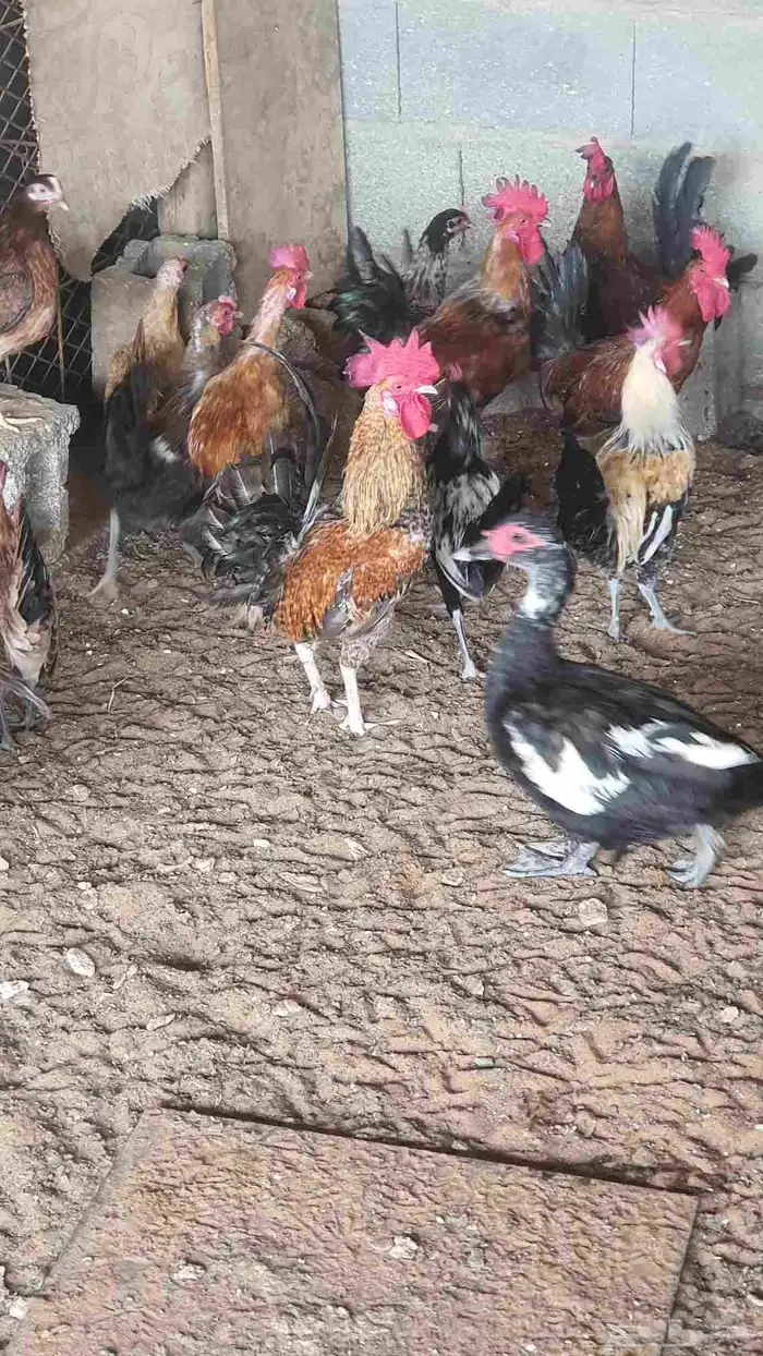 البيع ديوك عدد 5 2