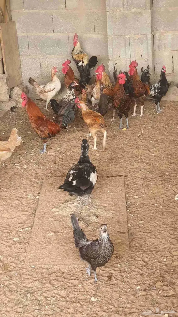 البيع ديوك عدد 5 4