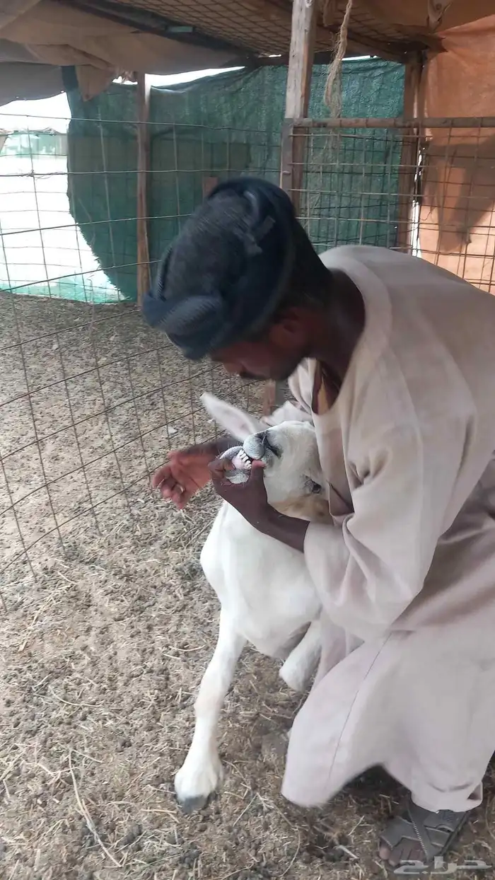 طلي جزع مشروط الضراب 7