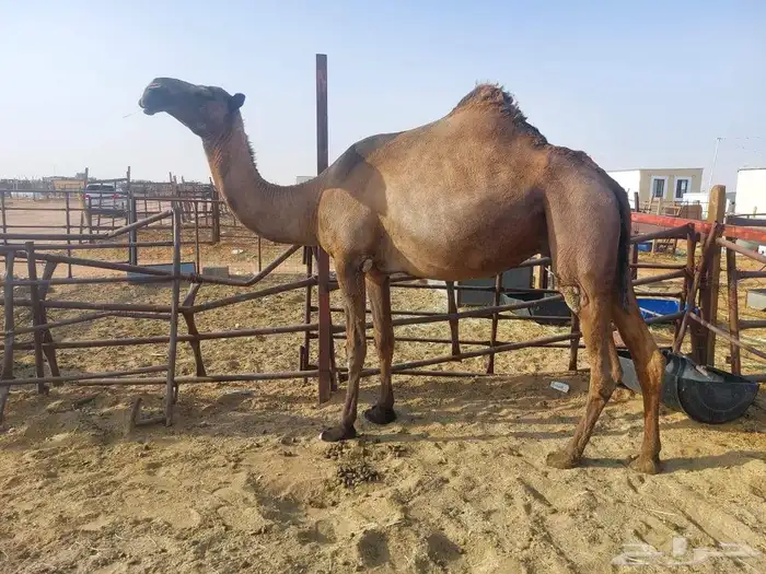 عشراء رباع اوسدس سليمه العزاريب مفرودجناهاقبل4شهور 0
