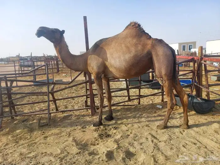 عشراء رباع اوسدس سليمه العزاريب مفرودجناهاقبل4شهور 1
