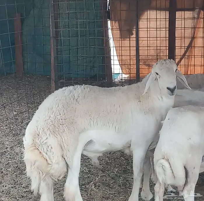 طلي جزع مشروط الضراب 4