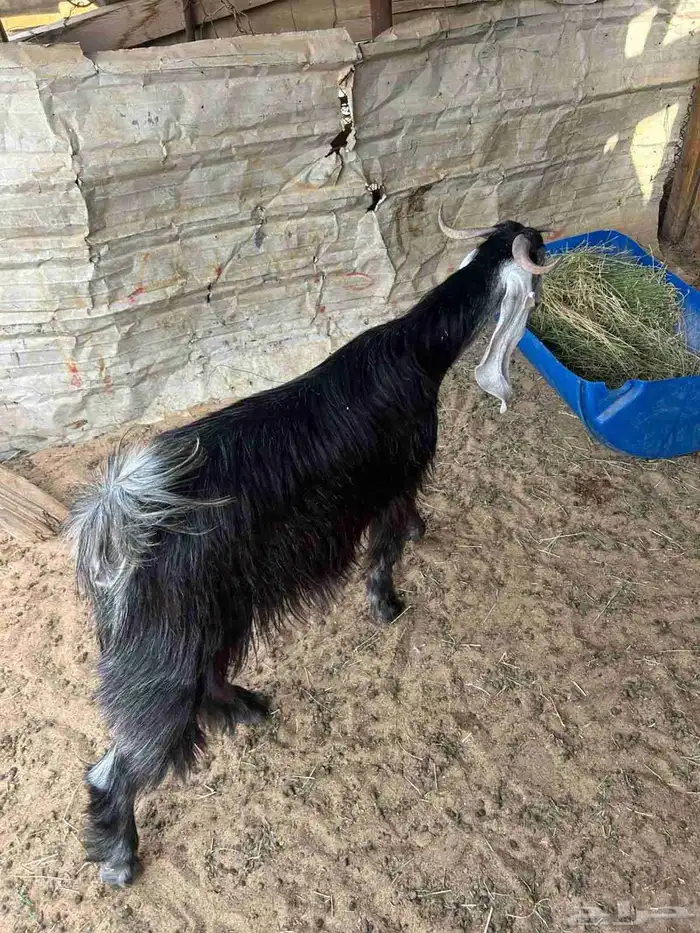 للبيع ذبائح نعيمي وتبوس 8