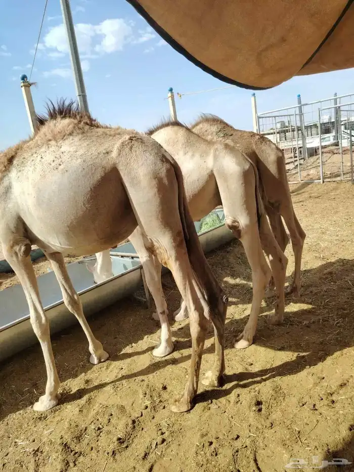 القعدان الصومالية النظيفة مرابي شهرين لحم ويبيض الوجه ومضمون 0