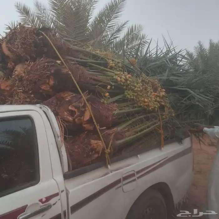 يوجد لدينا جميع انواع النخيل في السعودية للسعارالمناسبه 9