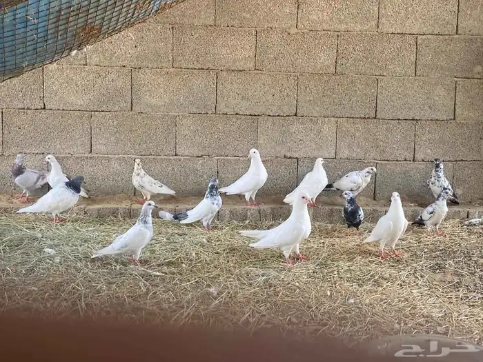 حمام فرنسي وبلدي 3