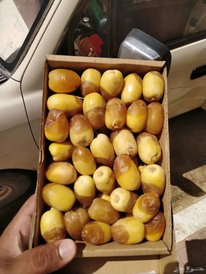 خراف جميع الأنواع ( رطب . مناصيف ) 5