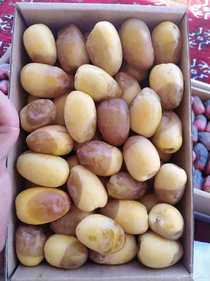 خراف جميع الأنواع ( رطب . مناصيف ) 2