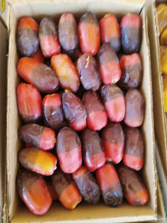 خراف جميع الأنواع ( رطب . مناصيف ) 4