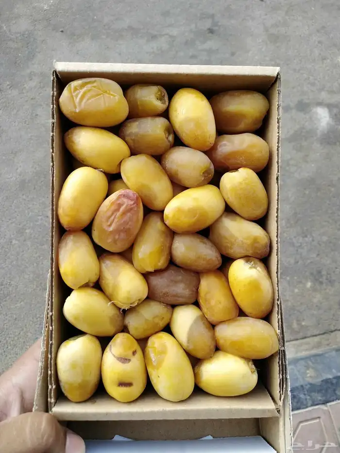 خراف جميع الأنواع ( رطب . مناصيف ) 8