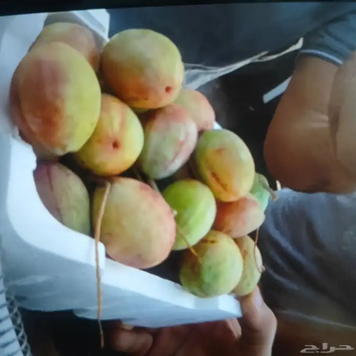 لوز وتين ورطب بلدي 9