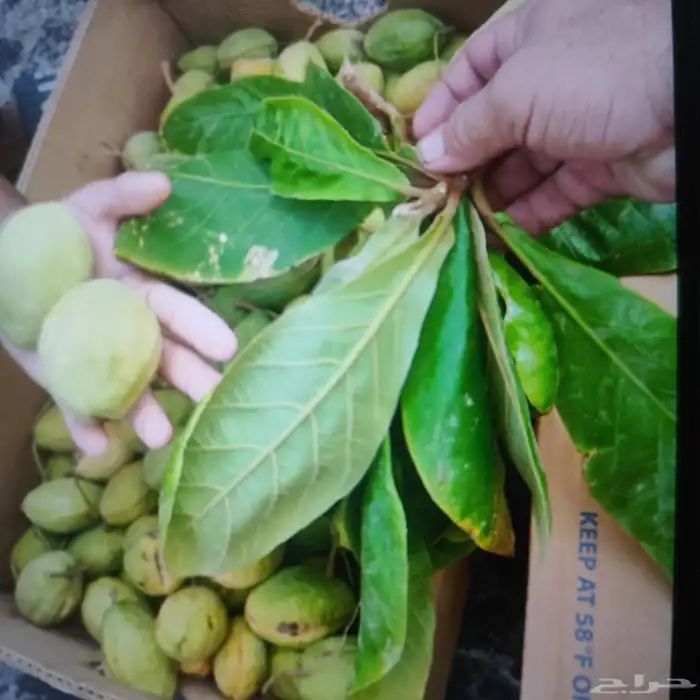 لوز وتين ورطب بلدي 8