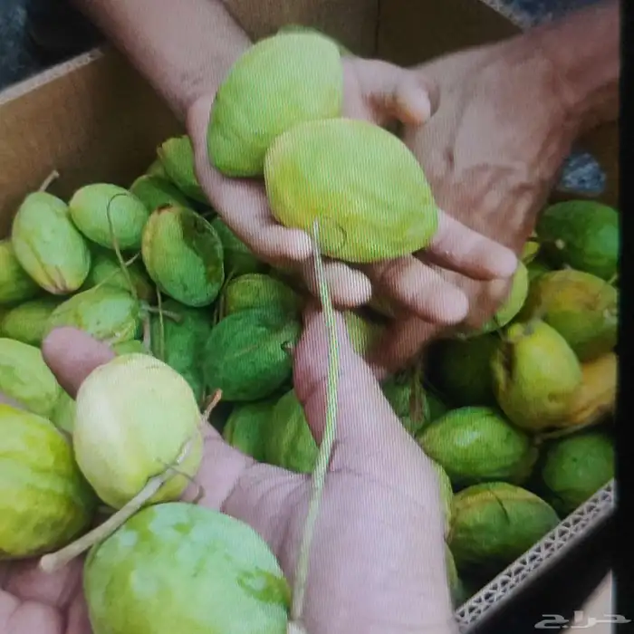 لوز وتين ورطب بلدي 6