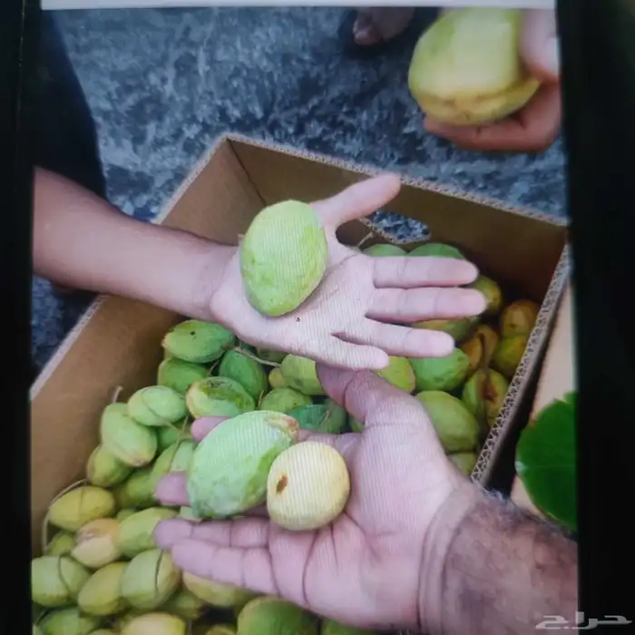 لوز وتين ورطب بلدي 7