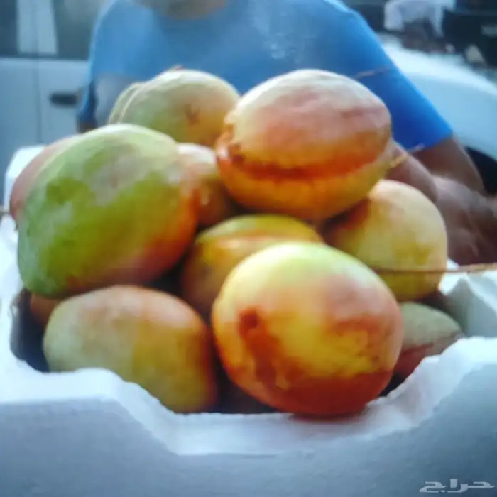 لوز وتين ورطب بلدي 10