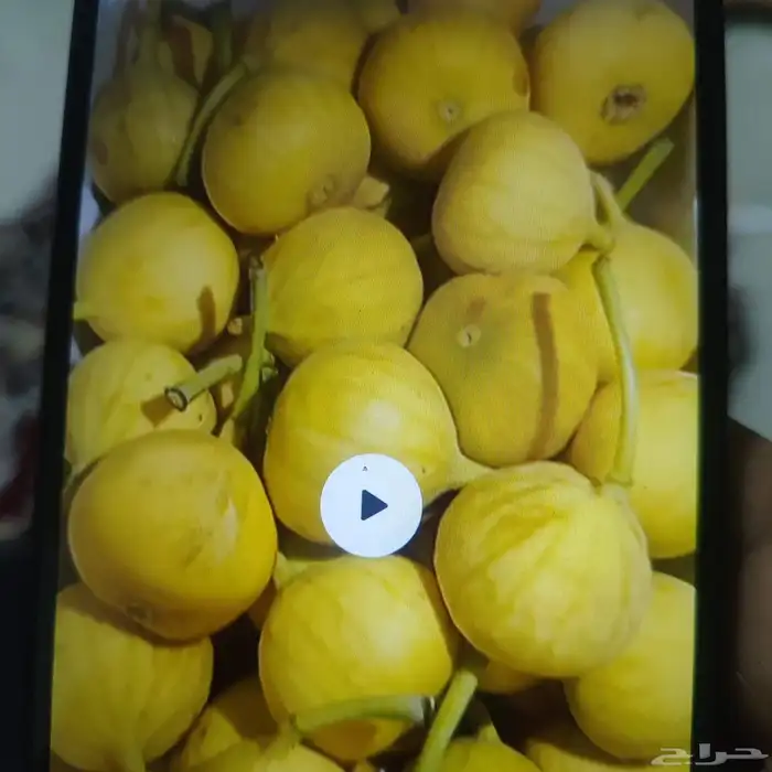 لوز وتين ورطب بلدي 4