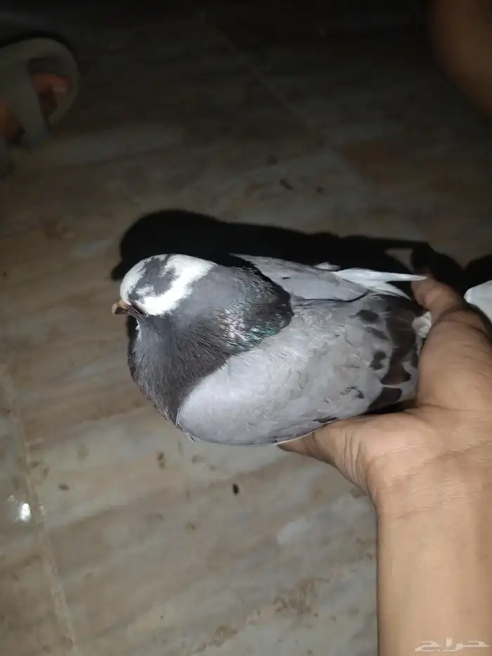 حمام مشكل للبيع 1